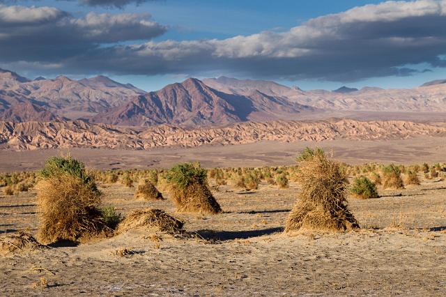 16 death valley, devil's cornfield.jpg